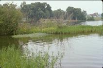 Photo of Wetland