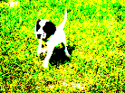 Posterization of Zorro the dog